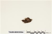 藏品(澤苔屬)的圖片